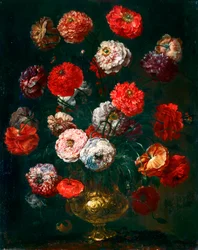 Corn poppy
